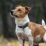 Pies do adopcji, Wysocko Wielkie, 3 grudnia 2023
