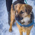 Pies do adopcji, Jelenia Góra, 21 listopada 2023