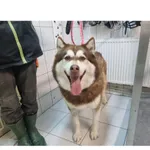 Znaleziono psa, Białystok, 3 grudnia 2023