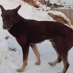 Znaleziono psa, Pieckowo, 4 grudnia 2023