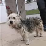 Znaleziono psa, Grudziądz, 3 grudnia 2023