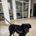 Znaleziono psa, Grudziądz, 2 grudnia 2023