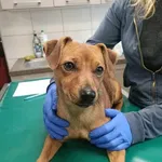 Pies do adopcji, Zielona Góra, 5 grudnia 2023
