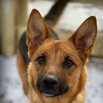 Pies do adopcji, Bydgoszcz, 3 grudnia 2023