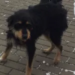 Znaleziono psa, Tatary, 4 grudnia 2023