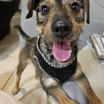 Pies do adopcji, Zielona Góra, 5 grudnia 2023