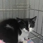 Kot do adopcji, Kielce, 5 grudnia 2023