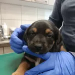 Pies do adopcji, Zielona Góra, 5 grudnia 2023