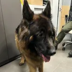 Pies odnaleziony w dniu 01.12.2023 r. przy ul. Gałczyńskiego.