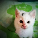 Kot do adopcji, Konin, 29 czerwca 2022
