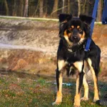 Pies do adopcji, Chełmek, 1 listopada 2023