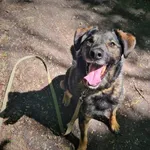 Pies do adopcji, Konin, 22 maja 2021