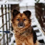 Pies do adopcji, Dłużyna Górna, 7 grudnia 2023