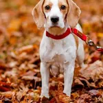 Pies do adopcji, Elbląg, 7 listopada 2023