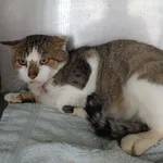 Kot do adopcji, Racławice, 8 października 2023