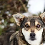 Pies do adopcji, Dłużyna Górna, 8 grudnia 2023