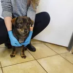 Znaleziono psa, Świdnica, 8 grudnia 2023