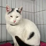 Znaleziono kota, Świdnica, 8 grudnia 2023