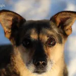 Pies do adopcji, Bydgoszcz, 7 grudnia 2023