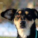 Pies do adopcji, Bydgoszcz, 7 grudnia 2023