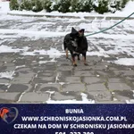 Znaleziono psa, Ciosny, 8 grudnia 2023