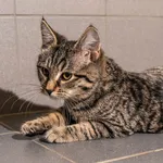 Kot do adopcji, Sopot, 8 grudnia 2023