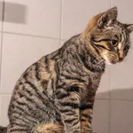 Kot do adopcji, Sopot, 8 grudnia 2023