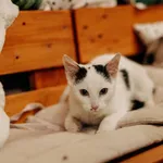 Kot do adopcji, Czartki, 10 grudnia 2023
