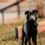 Pies do adopcji, Czartki, 10 grudnia 2023