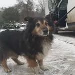 Znaleziono psa, Toruń, 10 grudnia 2023