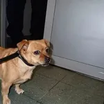 Znaleziono psa, Warszawa, 10 grudnia 2023