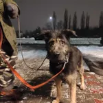 Znaleziono psa, Sosnowiec, 7 grudnia 2023