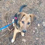 Pies do adopcji, Zielona Góra, 11 grudnia 2023