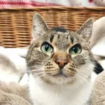 Kot do adopcji, Bytom, 12 grudnia 2023