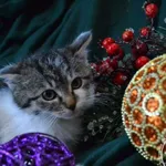 Kot do adopcji, Chełmek, 30 listopada 2023