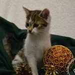 Kot do adopcji, Chełmek, 29 listopada 2023
