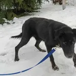 Znaleziono psa, Pieckowo, 12 grudnia 2023