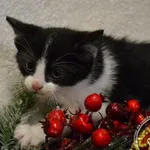 Kot do adopcji, Chełmek, 24 listopada 2023