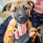 Pies do adopcji, Radom, 13 grudnia 2023