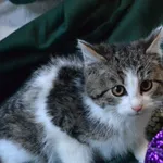 Kot do adopcji, Chełmek, 30 listopada 2023