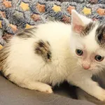 Kot do adopcji, Racławice, 10 listopada 2023