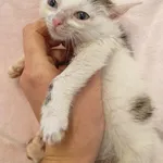 Kot do adopcji, Racławice, 10 listopada 2023
