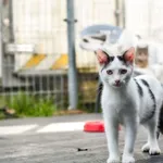 Kot do adopcji, Radom, 14 grudnia 2023