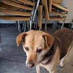 Znaleziono psa, Olsztyn, 14 grudnia 2023
