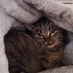 Kot do adopcji, Orzechowce, 14 grudnia 2023