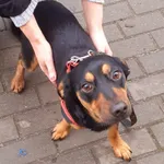 ZNALEZIONY MŁODY PIES - FALENICA