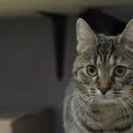 Kot do adopcji, Olsztyn, 9 grudnia 2023