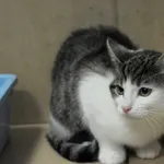 Kot do adopcji, Olsztyn, 8 grudnia 2023