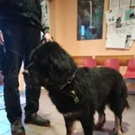Znaleziono psa, Młodolino, 13 grudnia 2023