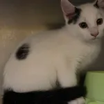 Kot do adopcji, Olsztyn, 8 grudnia 2023